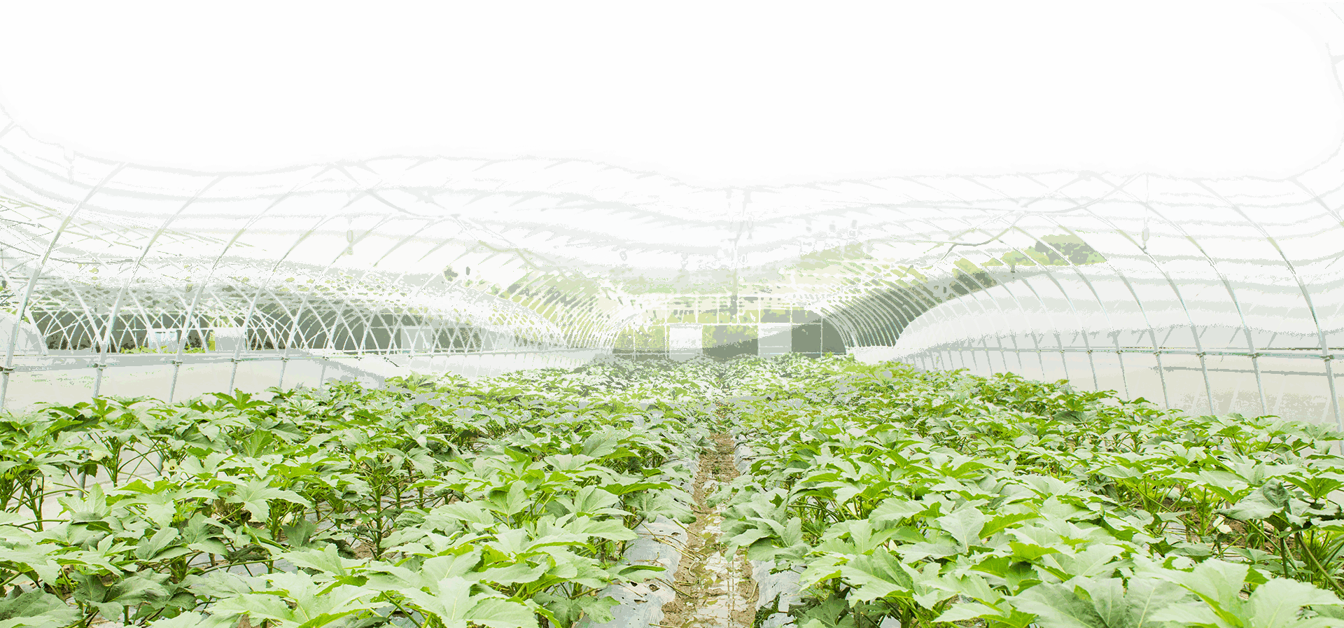 福禧農業冷鏈_福禧農產品